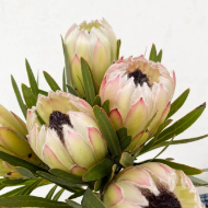 Image de Protea fresca