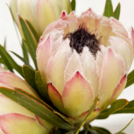Image de Protea fresca