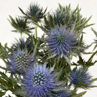 Image de CARDO BLU
