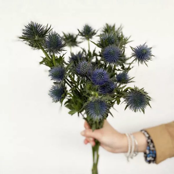 Image de CARDO BLU