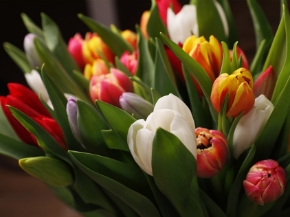 Image de la catégorie Fiori Recisi