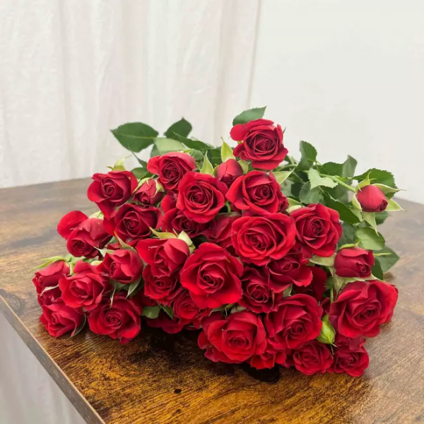 Image de Rosa 