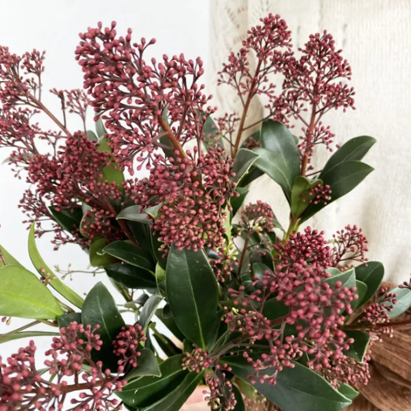 Picture of Skimmia rouge 