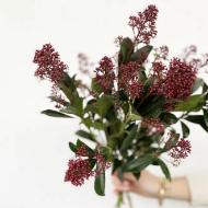 Picture of Skimmia rouge 