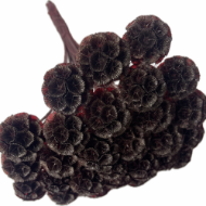 Immagine di SCABIOSA STELLATA  STABILIZZATA