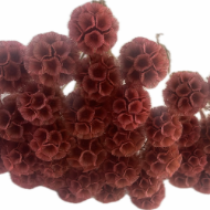 Immagine di SCABIOSA STELLATA  STABILIZZATA