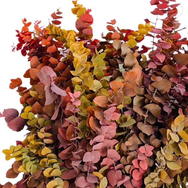Picture of EUCALYPTUS  STABILIZZATO autunno