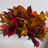 Image de SALAL STABILIZZATO autunno