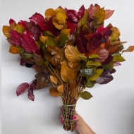 Image de SALAL STABILIZZATO autunno