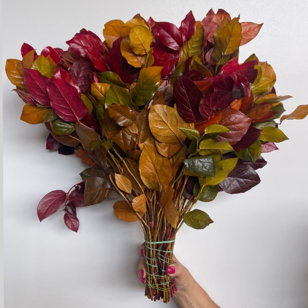Image de SALAL STABILIZZATO autunno