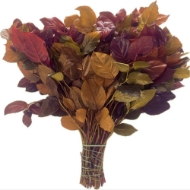 Image de SALAL STABILIZZATO autunno