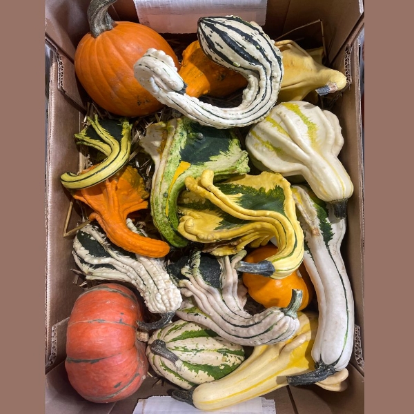 Image de ZUCCHE ORNAMENTALI