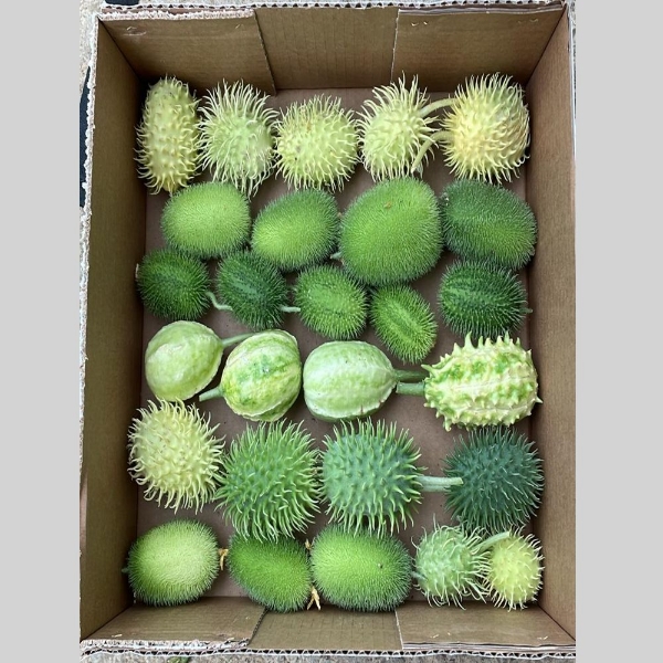 Image de CUCUMIS