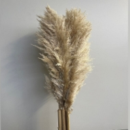 Image de PAMPAS NATURALE (GYNERIUM)