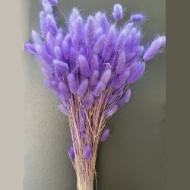 Immagine di LAGURUS COLORATO