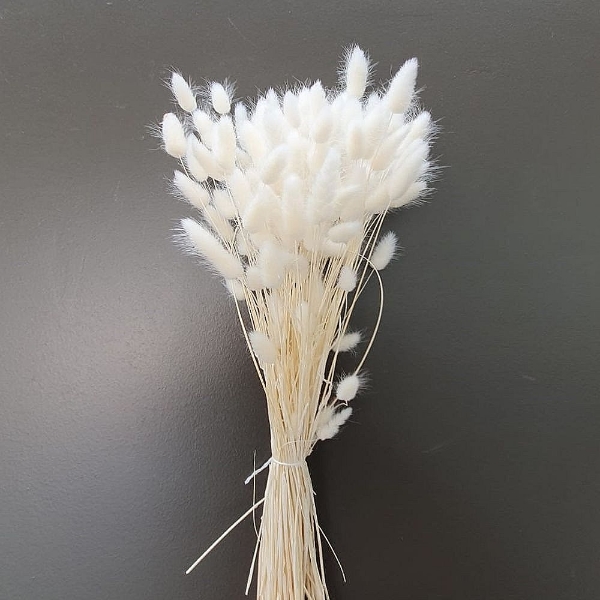 Image de LAGURUS SBIANACATO