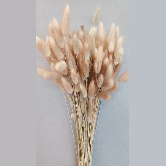 Show details for LAGURUS NATURALE Picture of LAGURUS NATURALE