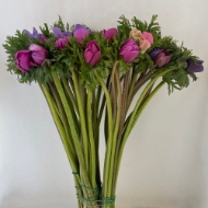 Picture of ANEMONE EX