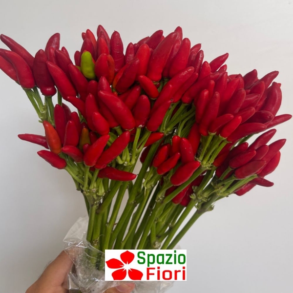 Immagine di PEPERETTA PAPRIKA ORNAMENTALE