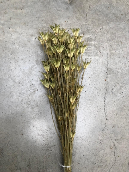 Image de NIGELLA NATURALE