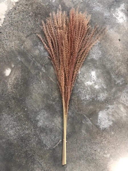 Immagine di EULALIA NATURALE