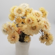 Picture of HELYCRYSUM BRACTEATUM (fiore di paglia)