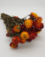 Picture of HELYCRYSUM BRACTEATUM (fiore di paglia)
