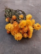 Picture of HELYCRYSUM BRACTEATUM (fiore di paglia)