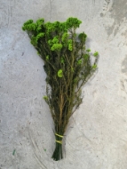 Image de RICEFLOWER  COLOR