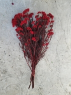 Image de RICEFLOWER  COLOR