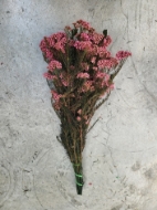 Image de RICEFLOWER  COLOR