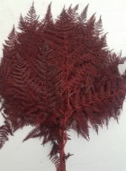 Picture of FELCE COLOR