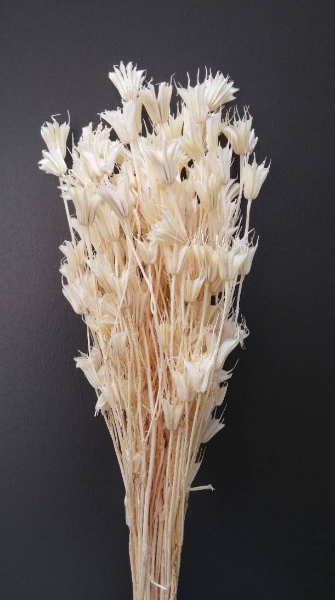 Image de NIGELLA SBIANCATA