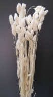 Immagine di PHALARIS SBIANCATO e colorato