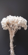 Image de HELICHRYSUM ITALICUM SBIANCATO E COLORATO