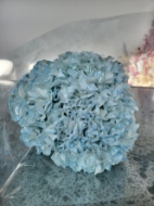 Picture of ORTENSIA MACRO COLOR stabilizzata