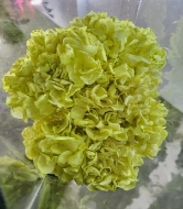 Picture of ORTENSIA MACRO COLOR stabilizzata
