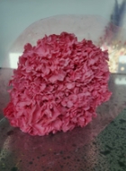 Picture of ORTENSIA MACRO COLOR stabilizzata