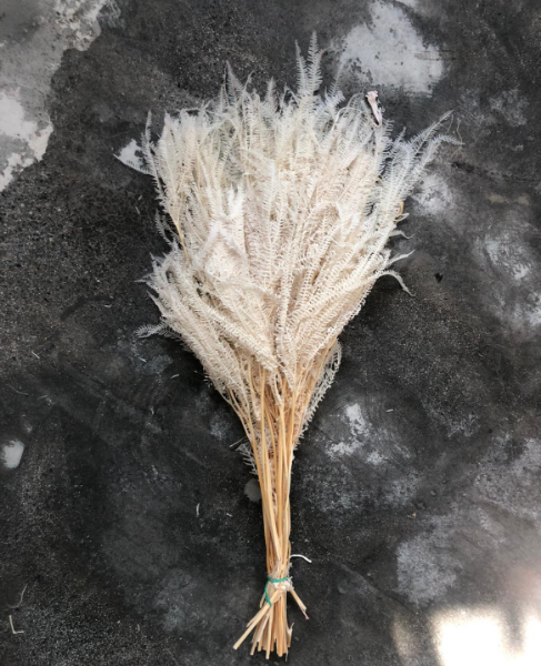 Image de FELCE SBIANCATA 70 cm