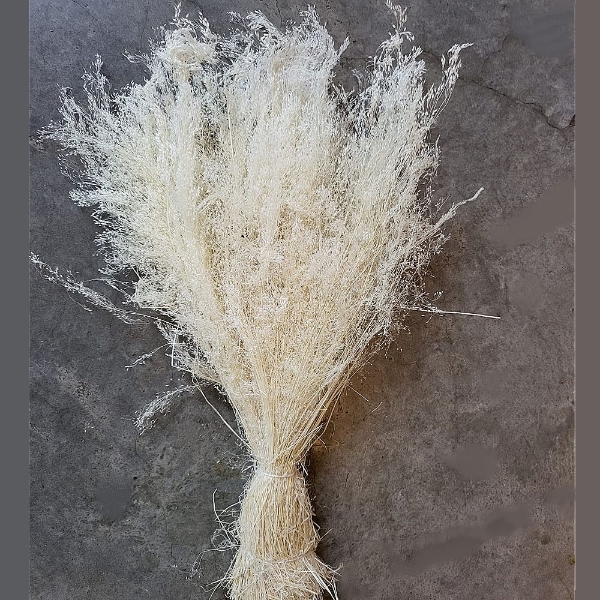 Image de AGROSTIS SBIANCATO