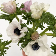 Immagine di ANEMONE PRIMA