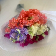 Picture of FIORI DI PISELLO ODOROSO MIX (LATHYRUS)