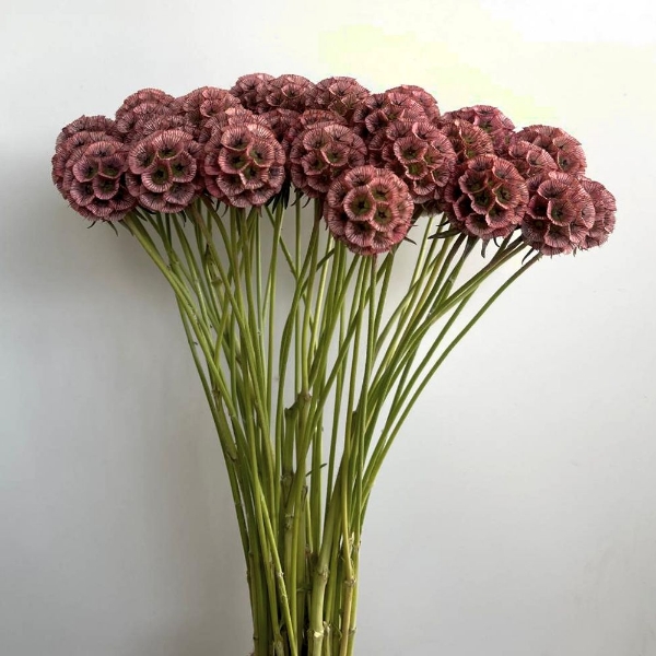 Image de SCABIOSA STELLATA FRESCA  
