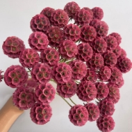 Image de SCABIOSA STELLATA FRESCA  