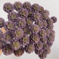 Image de SCABIOSA STELLATA FRESCA  