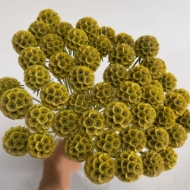 Image de SCABIOSA STELLATA FRESCA  