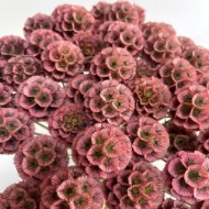 Image de SCABIOSA STELLATA FRESCA  