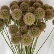 Image de SCABIOSA STELLATA FRESCA  