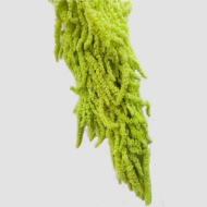 Picture of AMARANTO COLOR