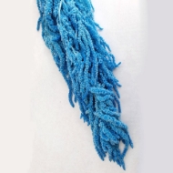 Picture of AMARANTO COLOR